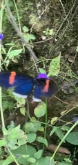 Heliconius erato cyrbia