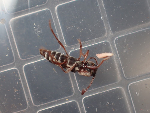 Chlorophorus trifasciatus