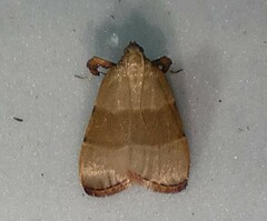 Basacallis tarachodes