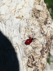 Lilioceris merdigera