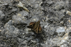 Atrytonopsis pittacus