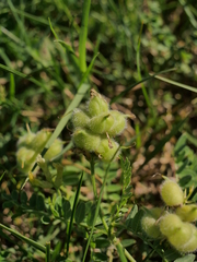 Astragalus cicer