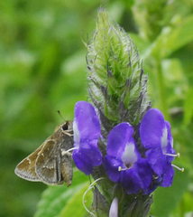 Atrytonopsis pittacus