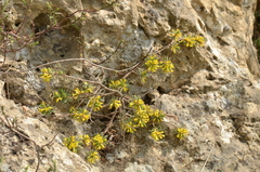 Thymelaea dioica