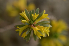 Thymelaea dioica