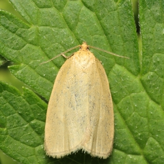 Zelotherses paleana