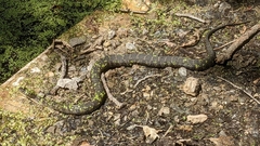 Nerodia sipedon sipedon