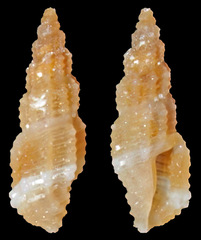 Kermia