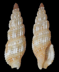 Kermia