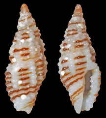 Kermia