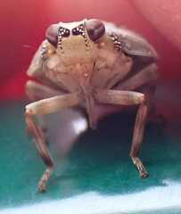 Issus coleoptratus