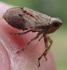 Issus coleoptratus