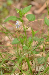 Viola jordanii