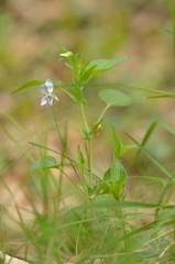 Viola jordanii