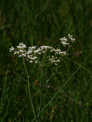 Trocdaris verticillatum