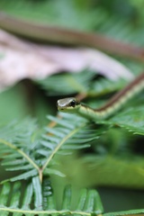 Dendrelaphis schokari