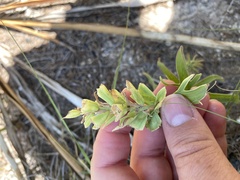 Castilleja lindheimeri