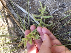 Castilleja lindheimeri
