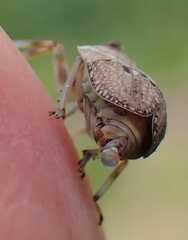 Issus coleoptratus