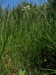 Trocdaris verticillatum