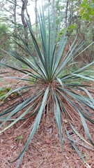 Yucca