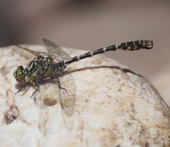 Onychogomphus forcipatus