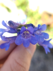 Penstemon cyananthus cyananthus