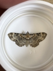 Eupithecia pulchellata