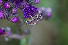 Halictus fulvipes