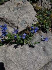 Penstemon cyananthus cyananthus