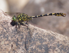 Onychogomphus forcipatus