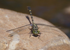 Onychogomphus forcipatus