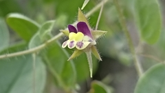 Kickxia elatine elatine