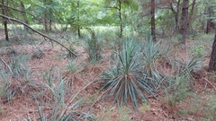 Yucca