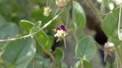 Kickxia elatine elatine