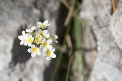 Saxifraga paniculata