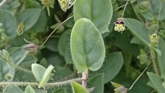 Kickxia elatine elatine