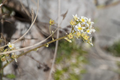 Saxifraga paniculata