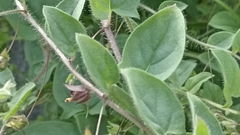 Kickxia elatine elatine