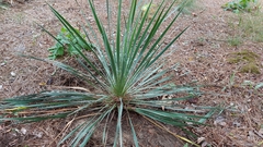 Yucca