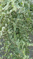 Kickxia elatine elatine