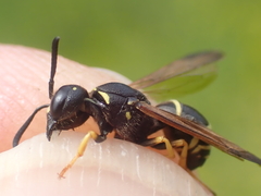 Gymnomerus laevipes