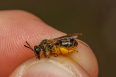 Andrena fulvida