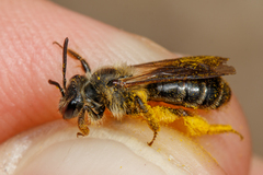 Andrena fulvida