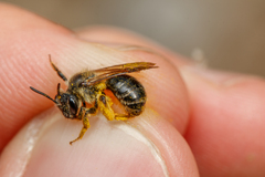 Andrena fulvida