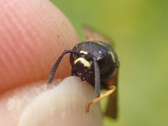 Gymnomerus laevipes