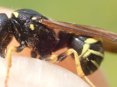 Gymnomerus laevipes