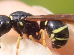 Gymnomerus laevipes
