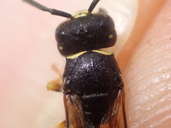 Gymnomerus laevipes