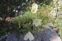 Papaver alpinum alpinum